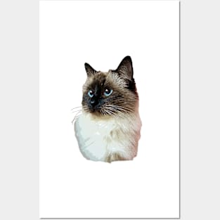 Ragdoll Cat Posters and Art